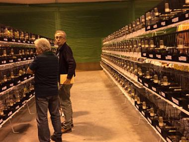 Més de 700 ocells i centenars de criadors participen enguany en el Concurs Ornitològic de Manacor