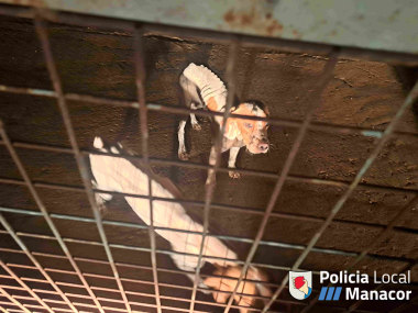 Animals en estat de desnutrició localitzats per la Policia Local de Manacor. 