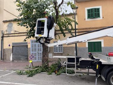 Actuacions a l'avinguda de Baix des Cós, on s'hi sembraran 23 nous arbres. 