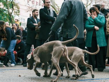Beneïdes de Manacor 2026. 