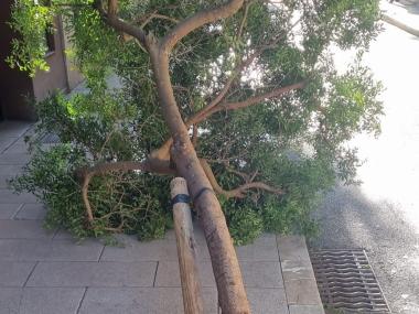 Arbre caigut al carrer d'en Joan Lliteres