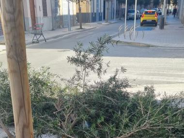 Arbre caigut a la via Majòrica