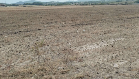 L’Ajuntament de Manacor ha traslladat a la Direcció General d’Agricultura, Ramaderia i Desenvolupament Rural la informació relativa a una possible mala pràctica en la gestió de gallinassa en una finca rústica del terme municipal. 